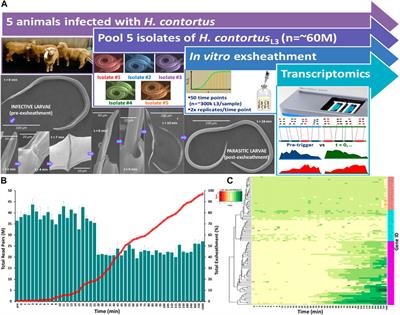 Time-series transcriptomic profiling of larval exsheathment in a model parasitic nematode of veterinary importance